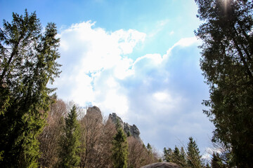 Carpathians, Western Ukraine coniferous forest 