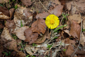 golden yellow Tussilago flowers in early spring in the Carpathians, Western Ukraine