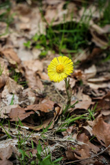 golden yellow Tussilago flowers in early spring in the Carpathians, Western Ukraine