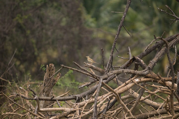 Paddyfield pipit sitting in the broken tree branch