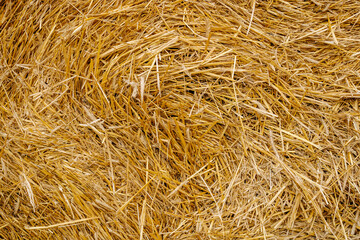 Straw, dry straw texture background, vintage style for design. Bright Golden texture of cut and scattered straw. Cut wheat