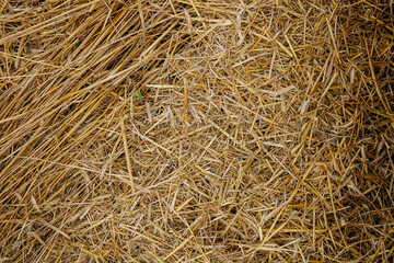 Straw, dry straw texture background, vintage style for design. Bright Golden texture of cut and scattered straw. Cut wheat