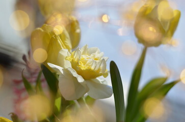 Yellow tulips and daffodil on a sunny spring day with bokeh