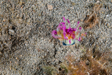 Underwater purple flower one a macro shoot in the deep sea