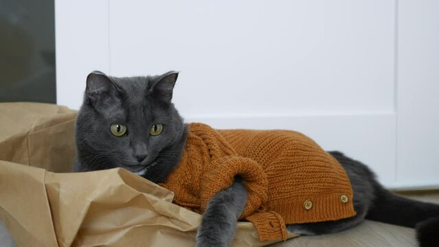 A beautiful gray cat in a pet costume in the form of a skin-colored knitted cardigan lies on a paper bag. The life of cats in cold countries at sub-zero temperatures. Pets under the care of people.