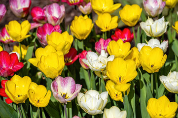 Closeup of tulips blooming on a nature background. with copy space