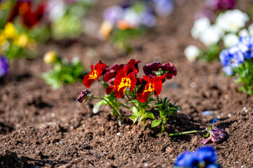 flower bed with colorful pansies in the spring morning sun, closeup, selective focus