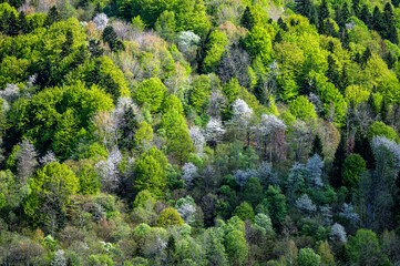 Nature bursts of spring colors. The village of Krywe, Bieszczady, Carpathians, Poland.