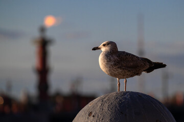 A spotted gull at sunset sits on a sphere made of stone against the background of a rostral column in the city of St. Petersburg, Russia
