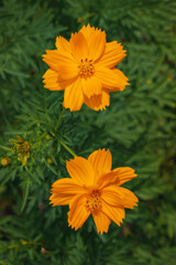 yellow flower in the garden