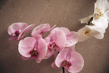 Fototapeta na wymiar Branch of pink and white orchid with water drops on a beige stone background. Front view