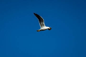 seagull in flight