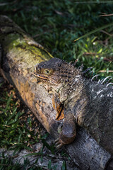 iguana on a tree