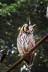 owl