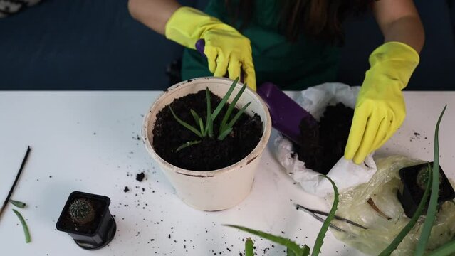 planting aloe vera in a new pot in home garden