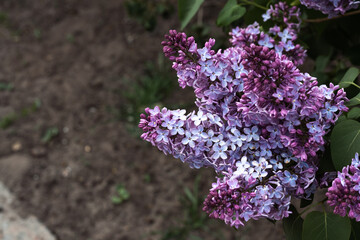 beautiful lilac flowers branch on, natural spring background, soft selective focus. high quality photo