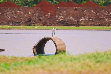 Little egret standing on the broken concert roll