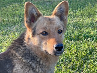 Cheerful mongrel dog runs in the meadow grass.