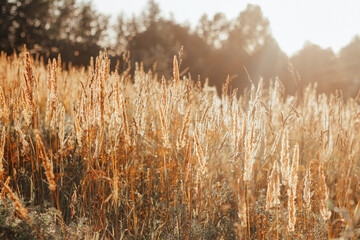 meadow with field grasses at sunset