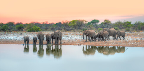 A group of elephant families go to the water's edge for a drink - Etosha National Park, Namibia © muratart