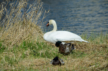 a white swan swims in a pond