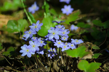 blooming  Sc&iacute;lla in spring in the forest close-up