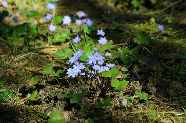 blooming  Scílla in spring in the forest close-up