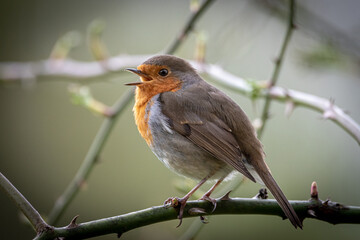 Singvogel Rotkelchen