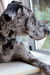 Blue merle female Great Dane lying on her bed by a glass door.