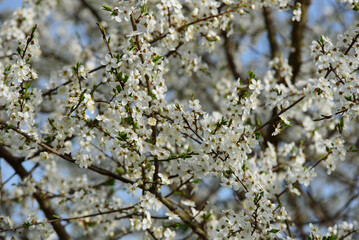 beautiful white plum blossoms on a sunny day in spring