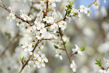 Obraz premium beautiful white plum blossoms with flying bits on a sunny day in spring