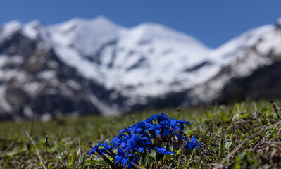 Alpenenzian vor Bergkulisse