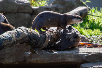 Otter on Rock