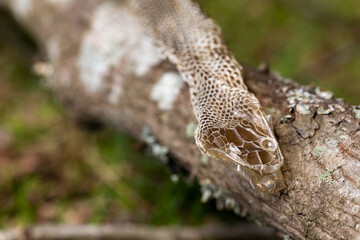 Shed snake skin found in nature
