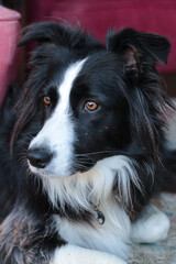 Close up of a black and white female Border Collie inside a residence.