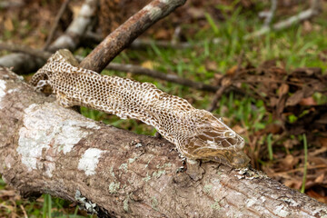 Shed snake skin found in nature