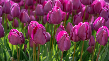 Panoramic landscape of pink purple beautiful blooming tulip field in Holland Netherlands in spring, illuminated by the sun - Close-up of Tulips flowers background.