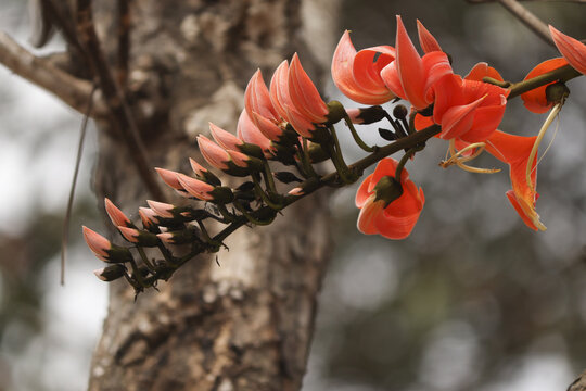 Selective of a butea plant branch
