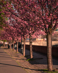 Naklejka premium Blooming pink japanese cherry trees at the Arpad Toth Promenade, Budapest