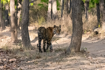 A wild tiger standing in the forest in India.