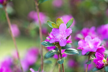 Beautiful rhododendron daurian flowers in the park on the lawn. Blooming rose bush in the garden	