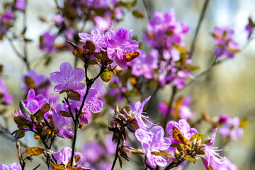 Beautiful rhododendron daurian flowers in the park on the lawn. Blooming rose bush in the garden	