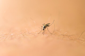 Macro view of a mosquito female preparing to bite into caucasian person skin