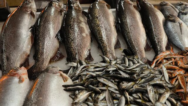 Fresh Sea Salmon, European Anchovy Fish and Mullus On Display On Ice On Market Store Shop. Seafood Fish Background. Salmon Is A Fairly Species Of Salmon. European Anchovy Is Forage Fish Somewhat