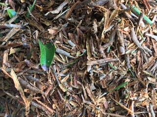 sprigs and bark of cinnamon on a farm in sri lanka