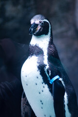 Penguin standing tall
