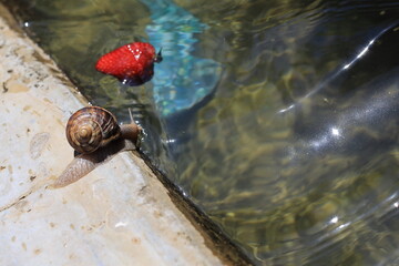 Slug, or land slug, is a common name for any apparently shell-less terrestrial gastropod mollusk.