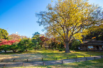 東京都　六義園の紅葉