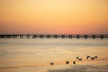 a beautiful view of a pink-orange sunset on the seashore, calm sea, seagulls and a pier in the background. Summer wallpaper. selective focus