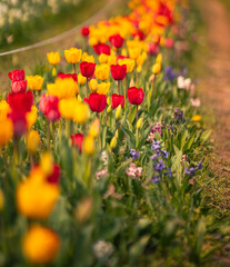 Wonderful red and yellow tulips